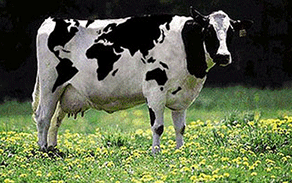 奶农全力以赴，新西兰乳品产量增长5.8%