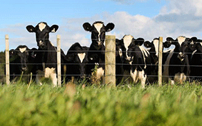 延续回温势头，澳洲奶牛场盈利强劲 