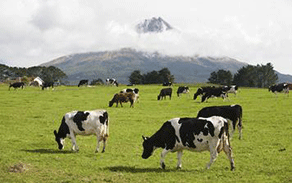 Farm incomes increase strongly for beef producers