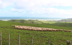 2015 Sheep Delegation to Australia and New Zealand